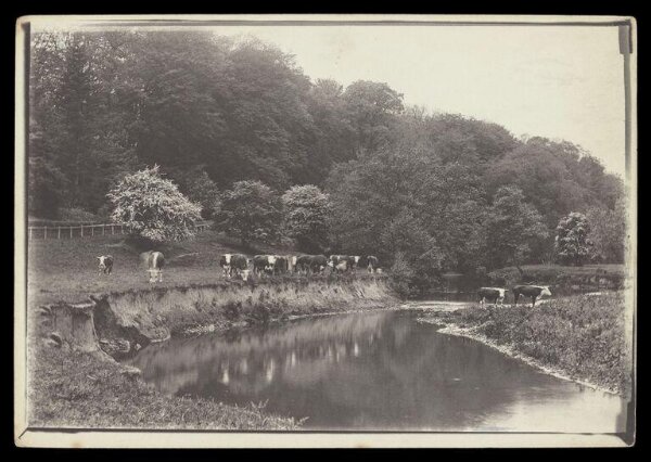 Gale, Lt. Col. Joseph, Cows by Watering Hole