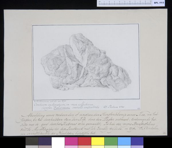 M Houtman, Animals: petrified brain of a cow