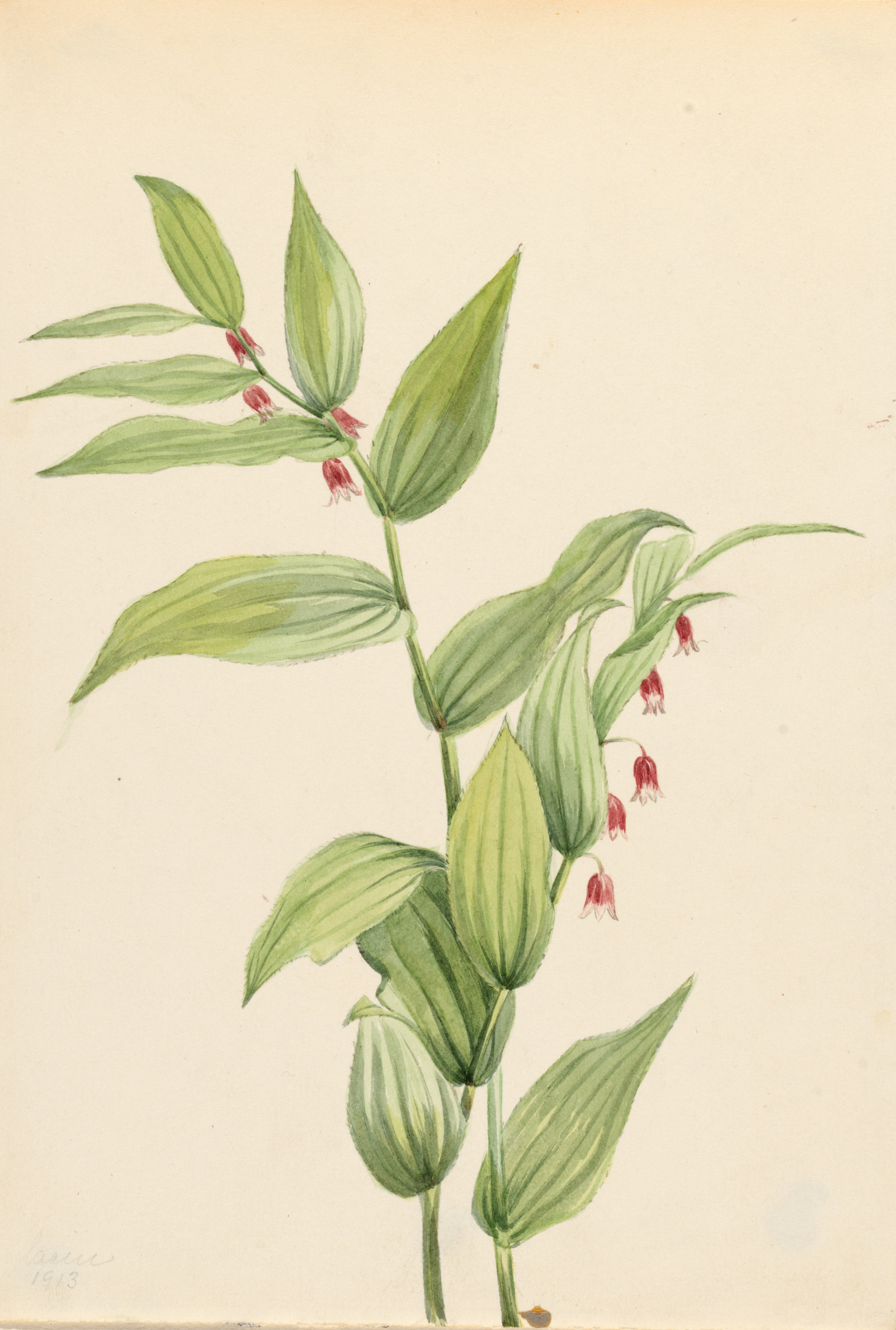 Mary Vaux Walcott, Pink Twisted Stalk (Streptopus curvipes)