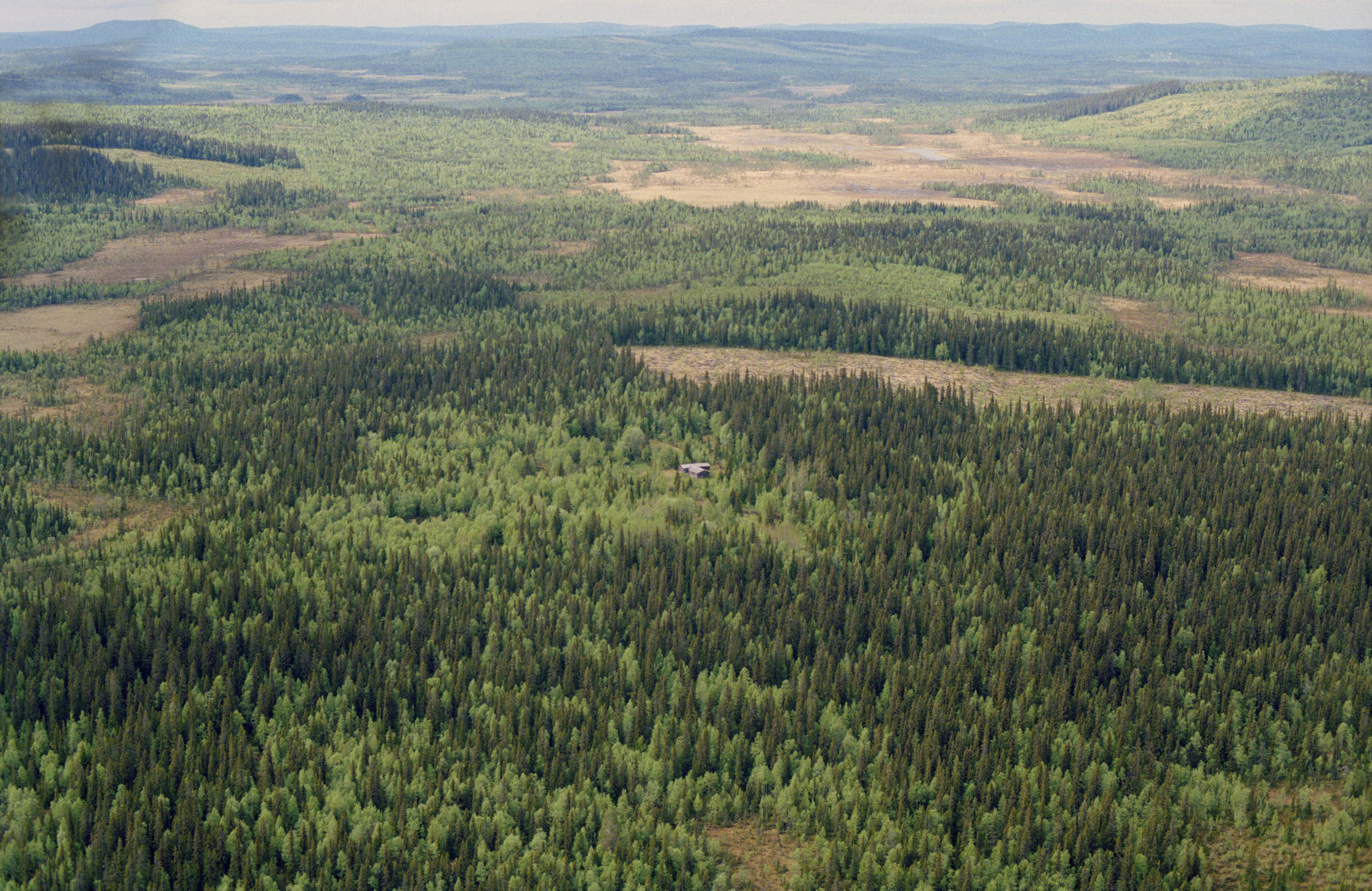 Jan Norrman, Bjurträsk - Vallsmyran