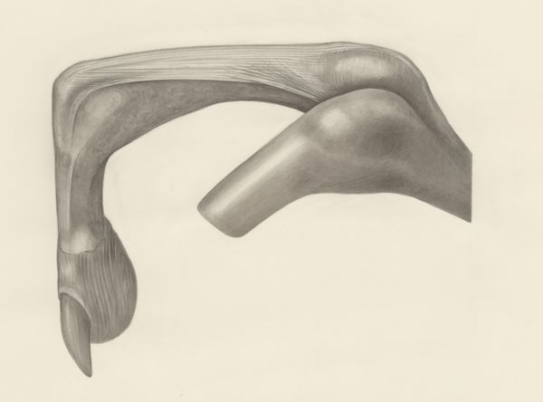 H.G Wetselaar, Muscular tissue of a mammal's finger