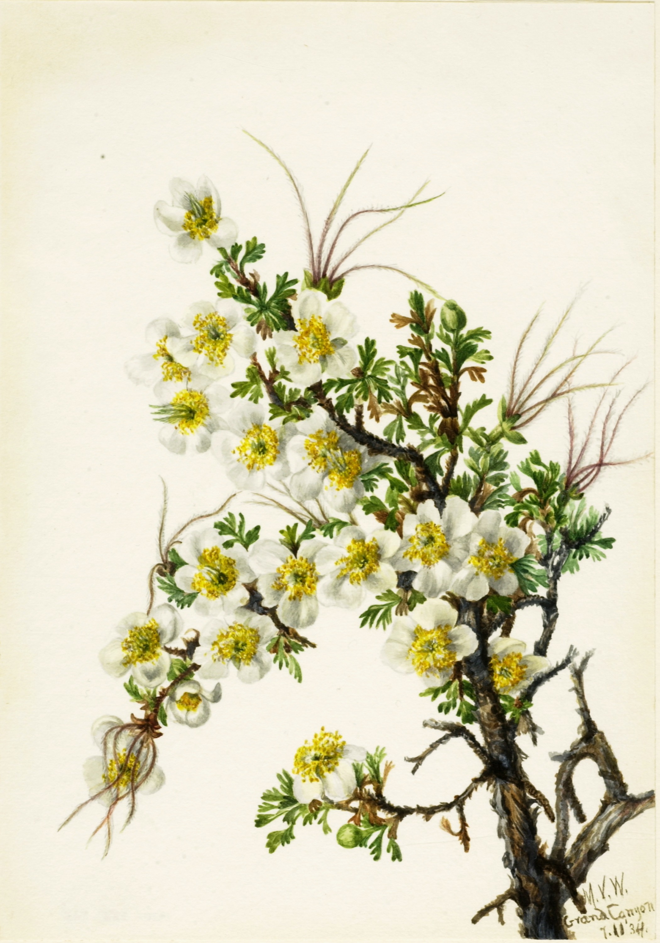 Mary Vaux Walcott, Cliffrose (Cowania stanshuriana)