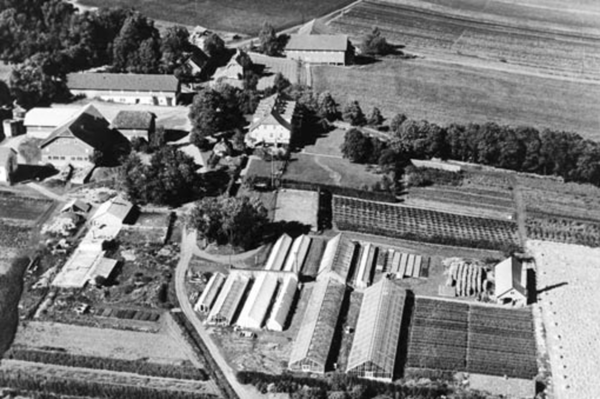 Anno Domkirkeodden, Flyfoto, gardsbruk, drivhus, planteskole, Grefsheim, Nes, Hedmark.