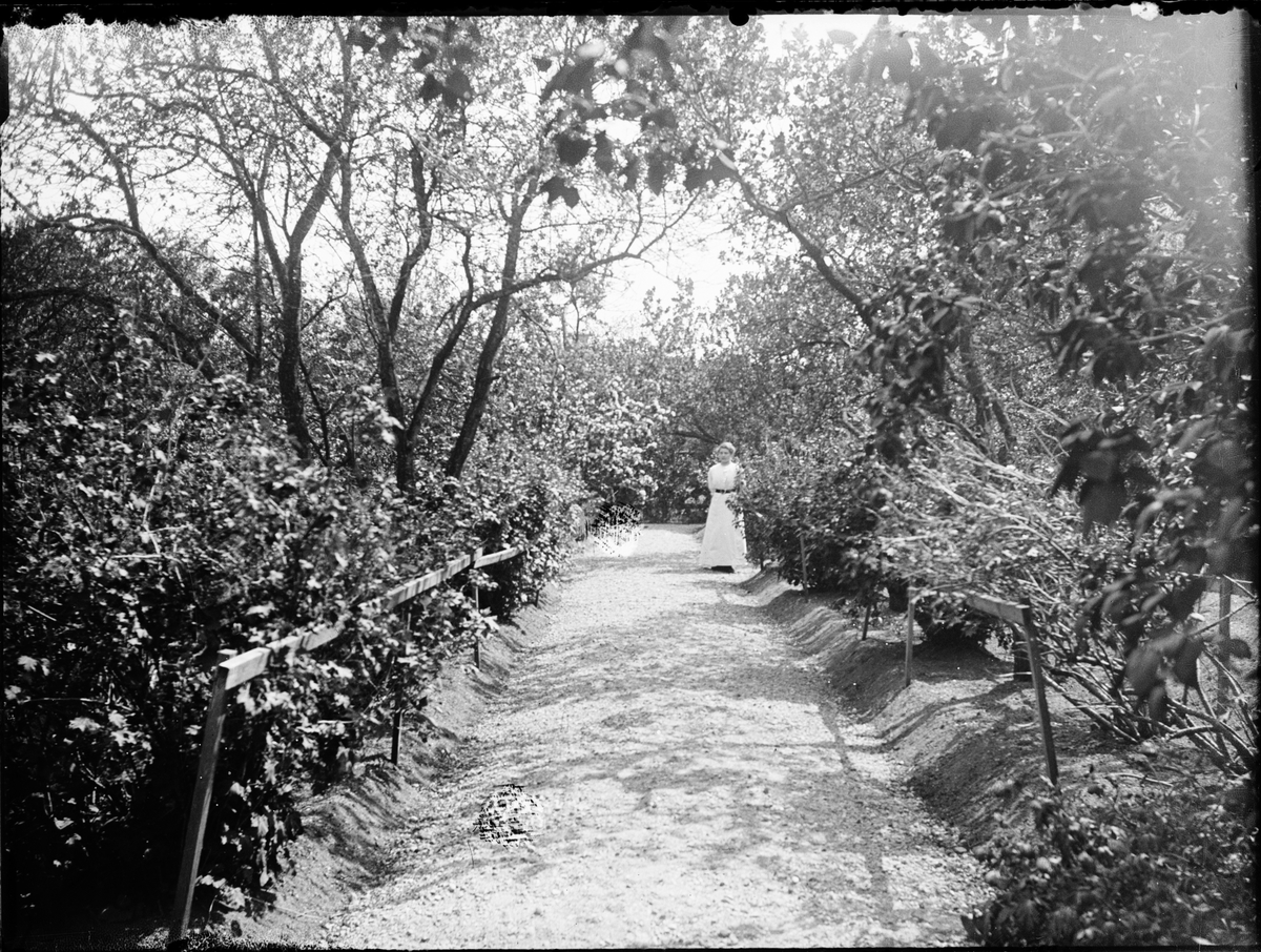 Skötsner-Edhlund, Woman standing at gravel at bushes and trees, Östhammar, Uppland