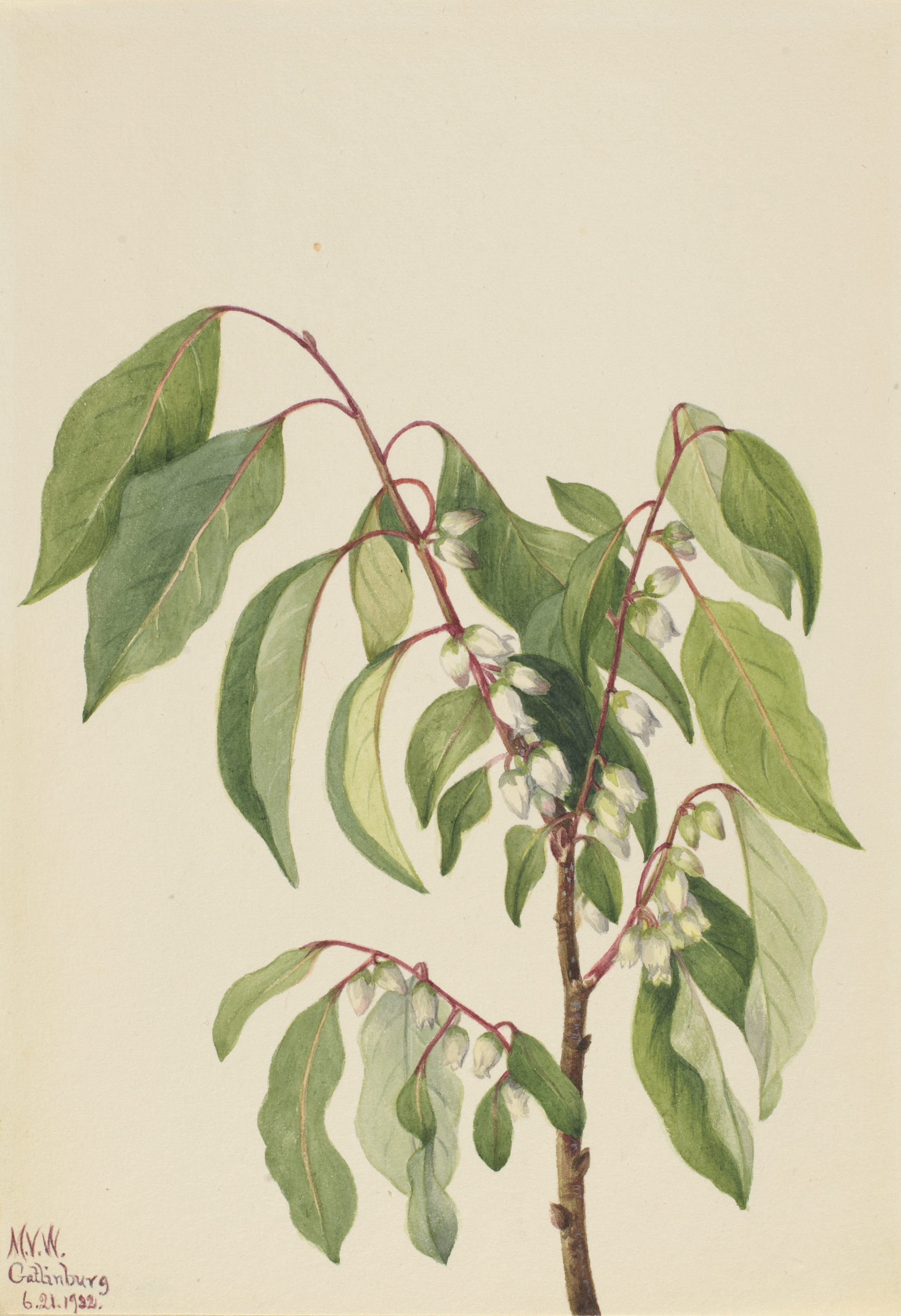 Mary Vaux Walcott, Persimmon (Diospyros virginiana)