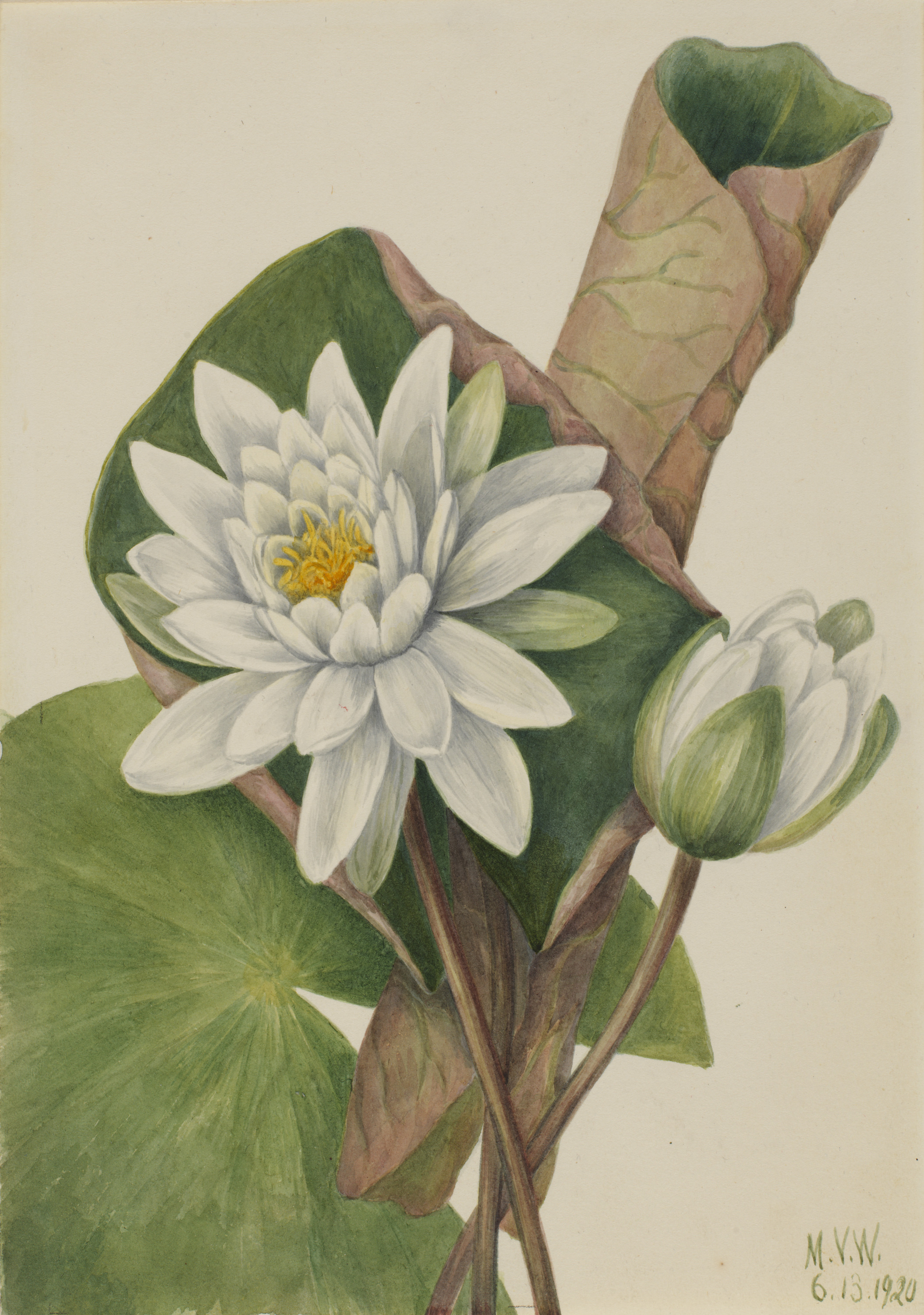 Mary Vaux Walcott, American Waterlily (Castalia odorata)