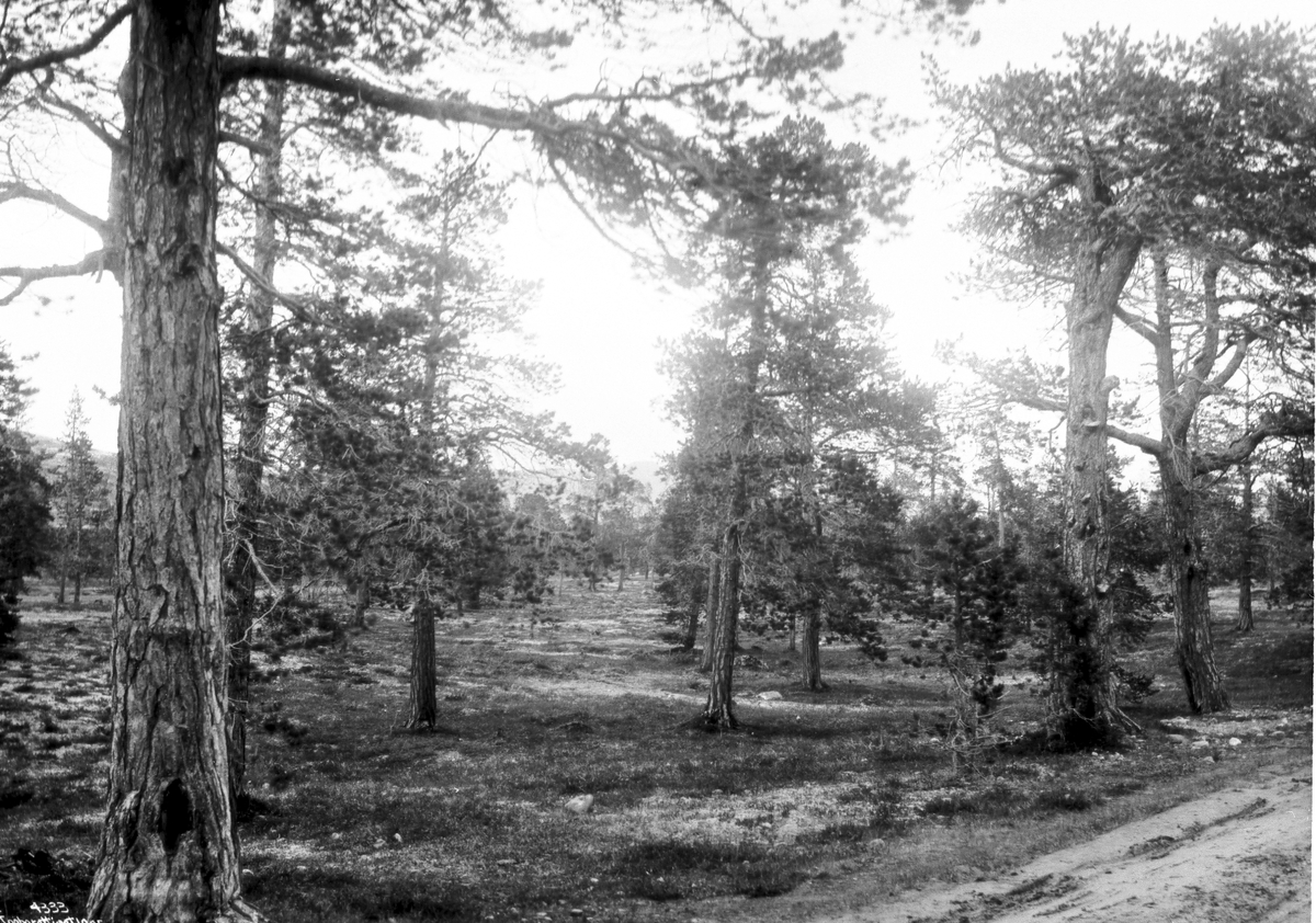 Anders Beer Wilse, Prot: Bosekop - Furutre 10/7 1906