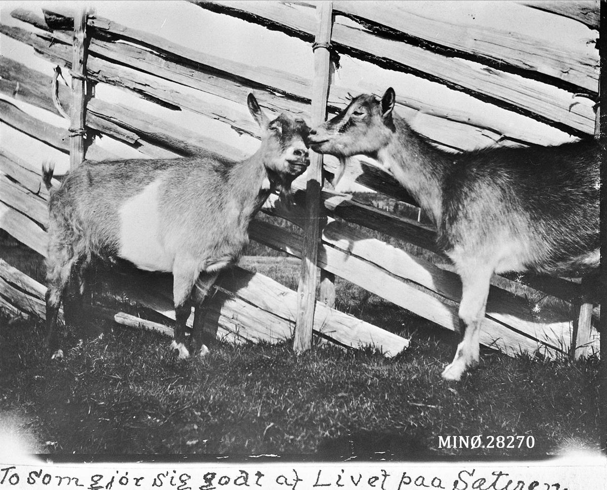 Rugsveen, Johan, Undseth, Geit. "To som gjør sig godt af Livet på Sæteren"