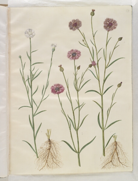 Hans Simon Holtzbecker, Centaurea cyanus (kornblomst)