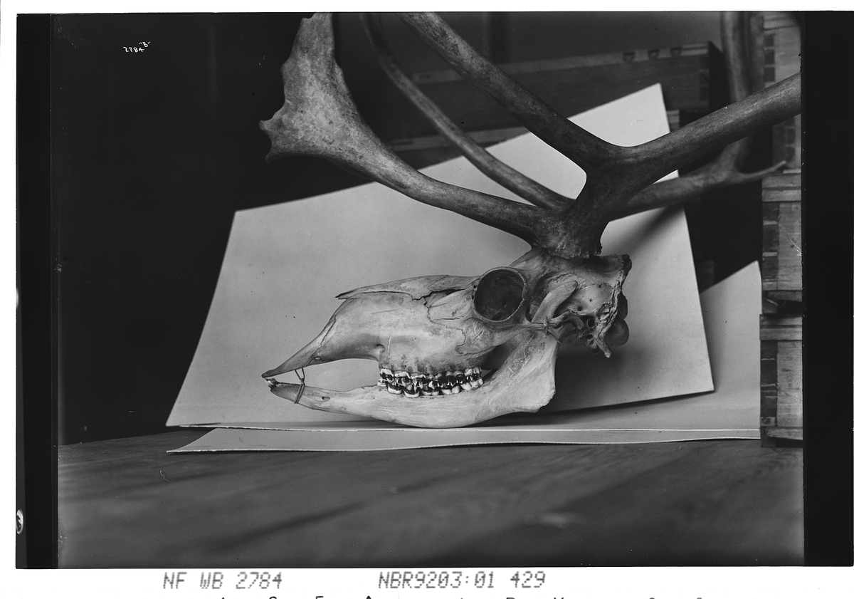 Anders Beer Wilse, Prot: Rensdyrkranier - soologiske Museum