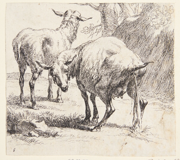 Nicolaes Berchem, Et stående og et pissende får