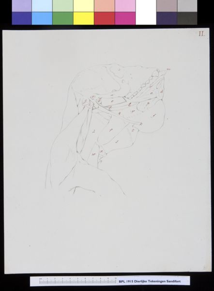 Gerard Sandifort, Animals: ape, skull
