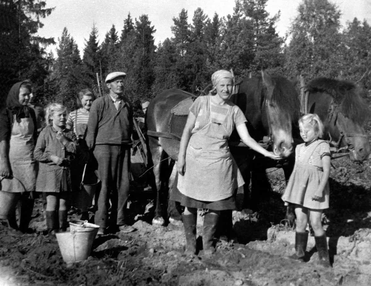Anno Domkirkeodden, POTETONN, 2 HESTER MED POTETOPPTAGER, POTETPLUKKERE, GRUPPE: 8 VOKSNE OG BARN ARBEIDER, FRA VENSTRE: MINA ÅSBAKKEN, MARIT HAUGEN, ASTRID VOLDMO, MARTIN LIBAKKEN, OLAV LUNDBY BAK HESTEN, MARIE LUNDBY, MARIT SØGAARD, "SNIPPEN" HEST FRA LIBAKKEN, "BRON" FRA ÅSBAKKEN, LIBAKKEN
