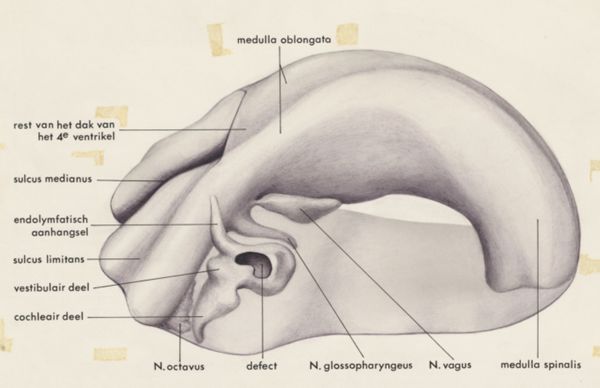 H.G Wetselaar, Hearing organ of an embryo