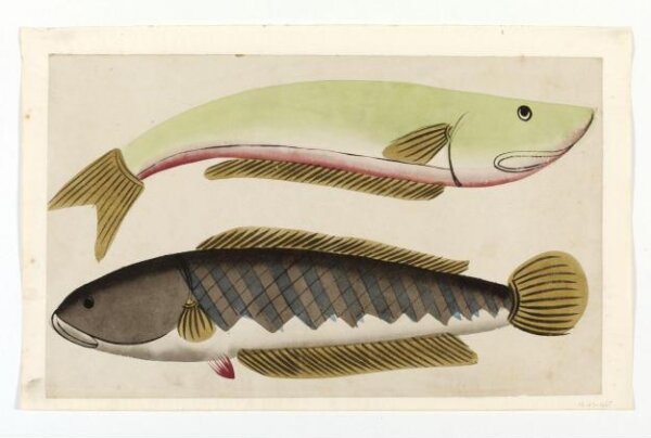 Unknown, Drawing