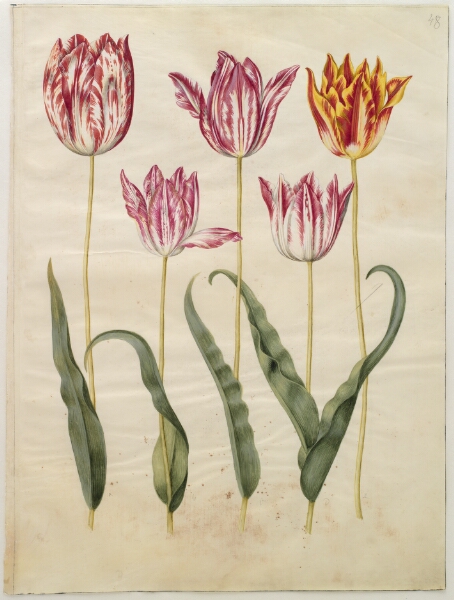 Hans Simon Holtzbecker, Tulipa gesneriana (have-tulipan)