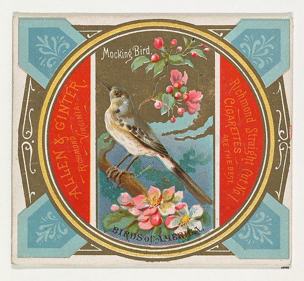 Allen & Ginter, Mockingbird, from the Birds of America series (N37) for Allen & Ginter Cigarettes