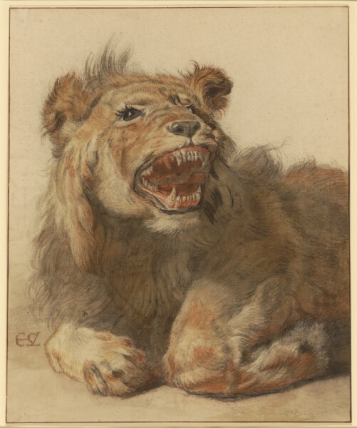 Cornelis Saftleven, A Lion Snarling