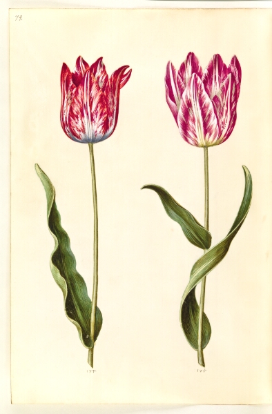 Hans Simon Holtzbecker, Tulipa gesneriana (have-tulipan)