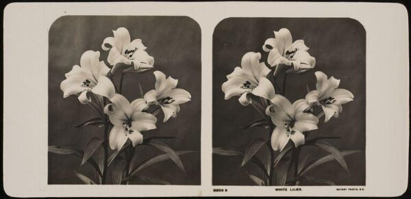Unknown, White Lilies