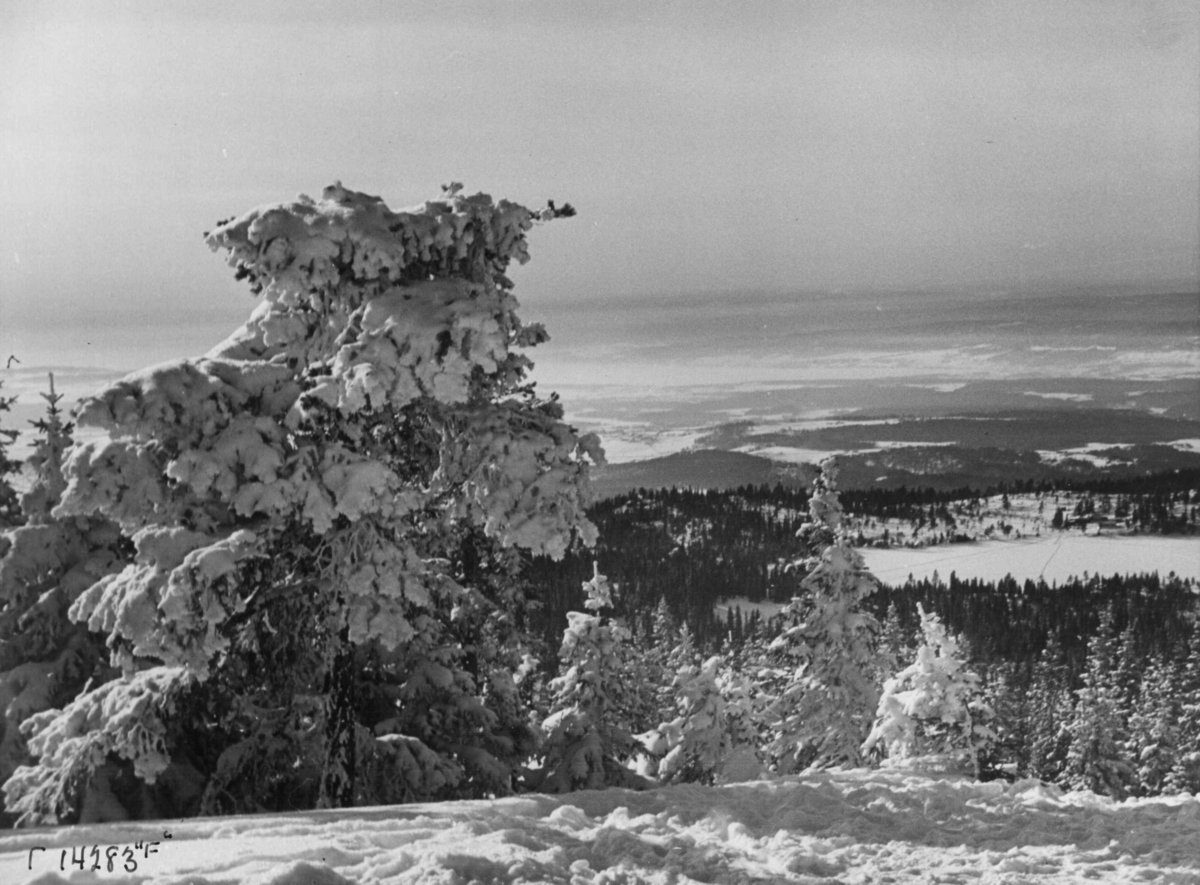 Anders Beer Wilse, Ringkollen, Haugsbygda, Vinter, Sno