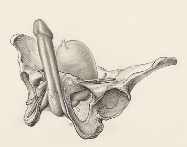 J Wetselaar-Whittaker, Male urogenital system