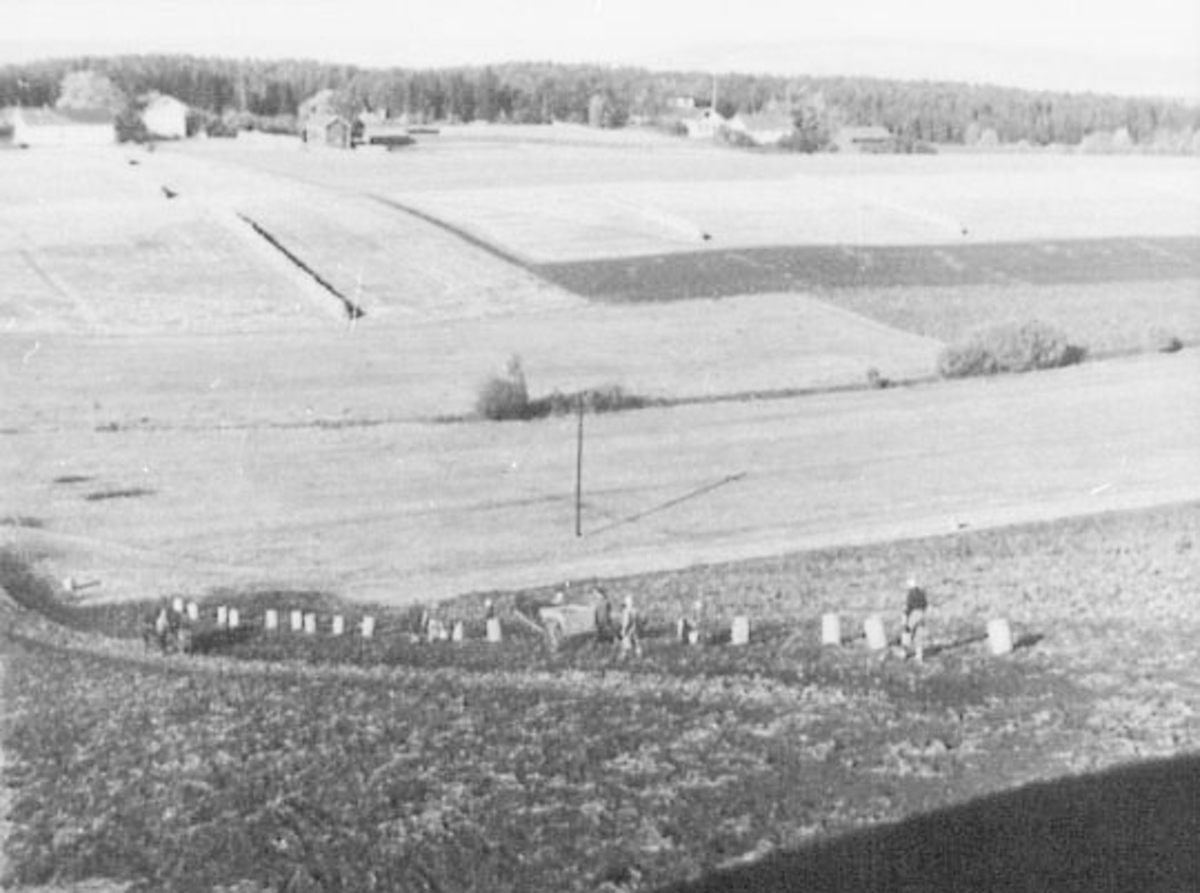 Normann Helger, POTETOPPTAKING, FOLK, BØTTER, POTETKASSER, HEST MED KJERRE, LALUMBAK TIL VENSTRE: LANG-REE, HELT TIL HØYRE: SÅSTAD SKOLE MED HVITMALT FLAGGSTANG