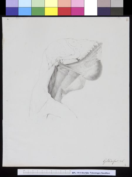Gerard Sandifort, Animals: ape, skull