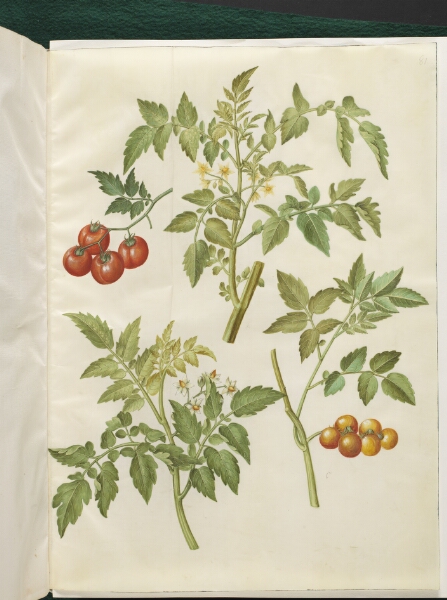Hans Simon Holtzbecker, Solanum lycopersicum (almindelig tomat)