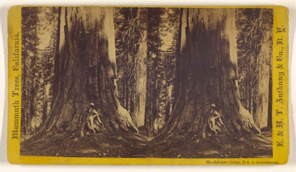 Edward and Henry T. Anthony & Co., Schulyer Colfax, 73 ft. in circumference. [Mammoth Trees, California]