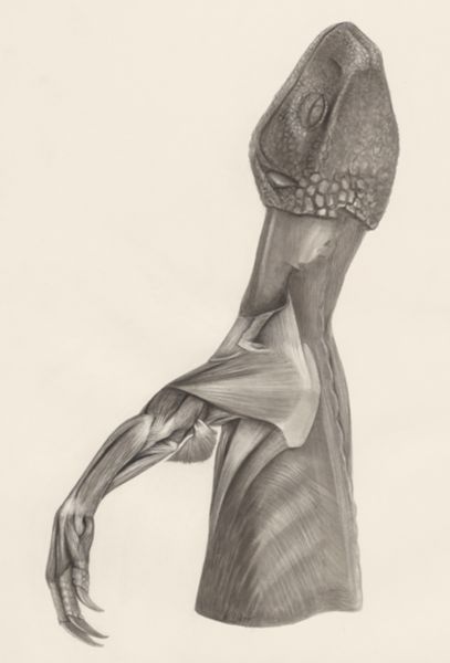 H.G Wetselaar, Muscular tissue of a lizards back and leg