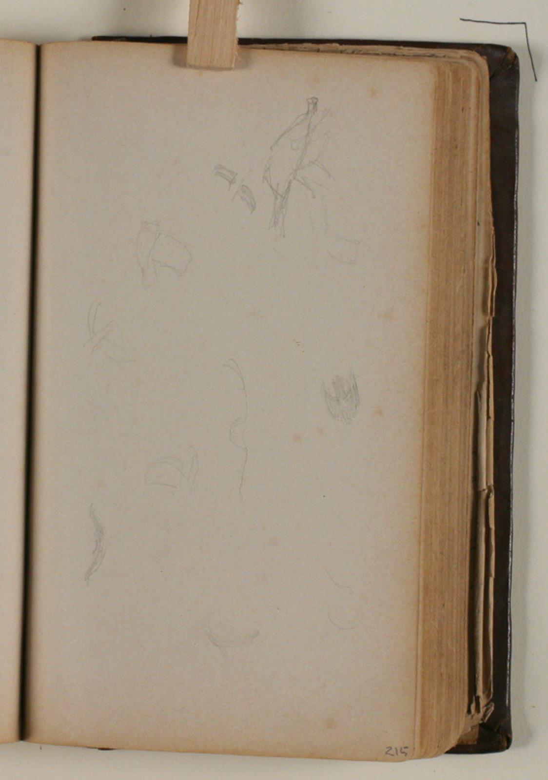 Niels Larsen Stevns, Studier af fugle
