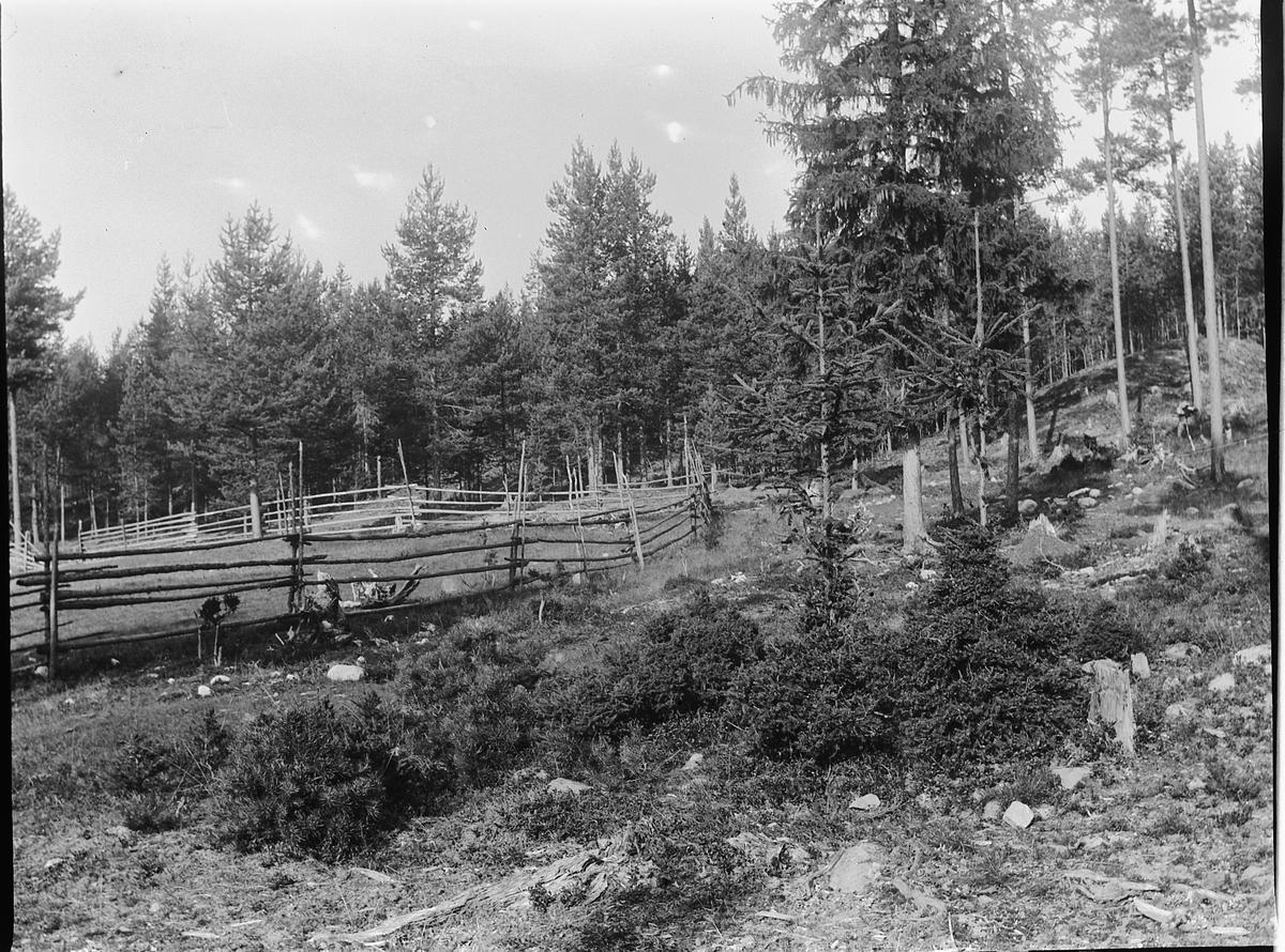 Ole Hansen Løken, SKOG, BEITEMARK, GJERDE, UKJENT STED. Ei geit har spist på trærne.