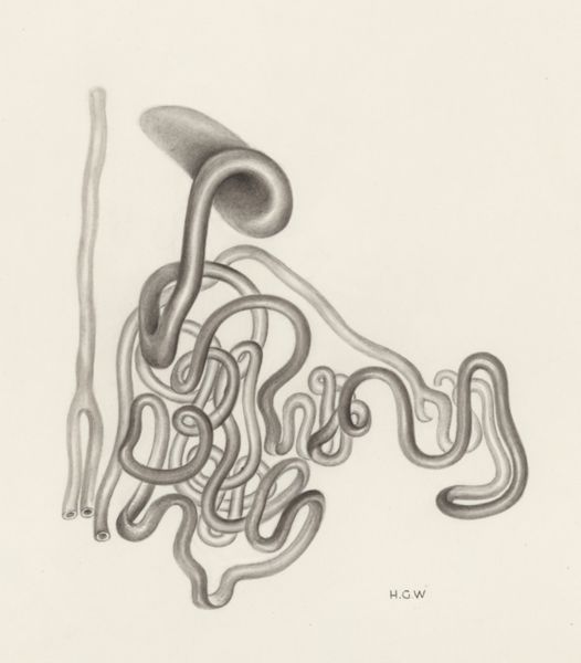 H.G Wetselaar, Digestive system