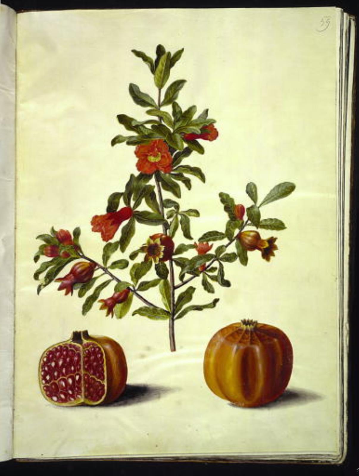 Hans Simon Holtzbecker, Punica granatum (granatæble)