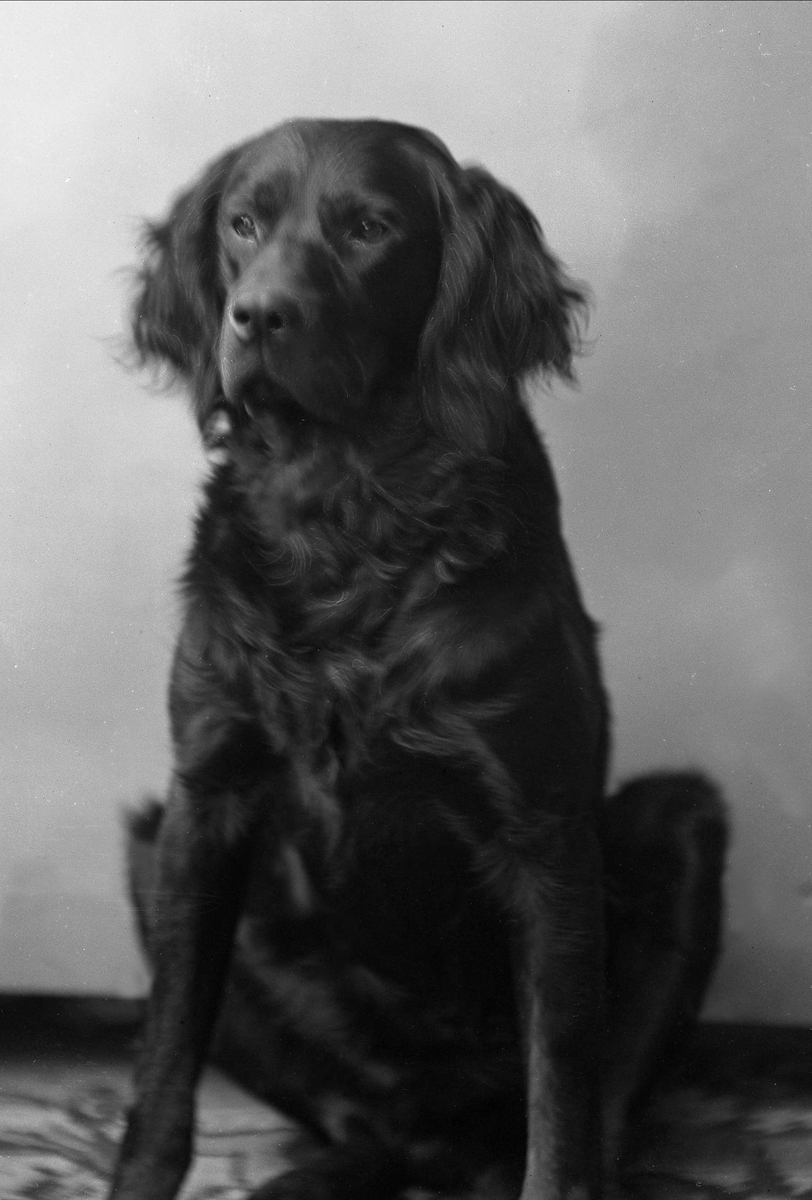 Gustav Borgen, Portrett, hund som sitter. Fru Andreas Backers hund