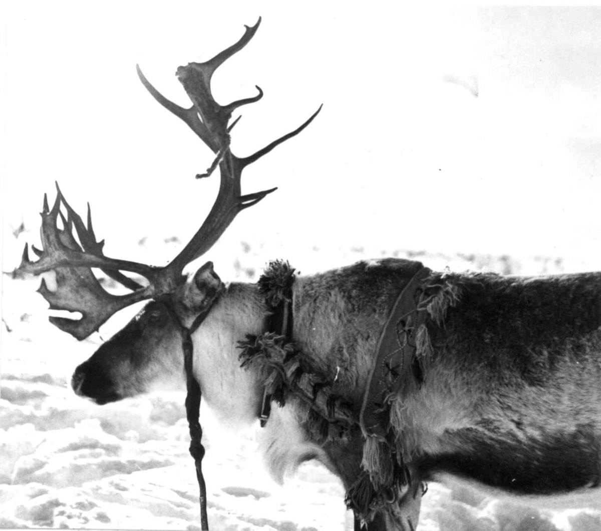Virginia Raymond Davidson, Påselet reinsdyr. Karasjok 1958.