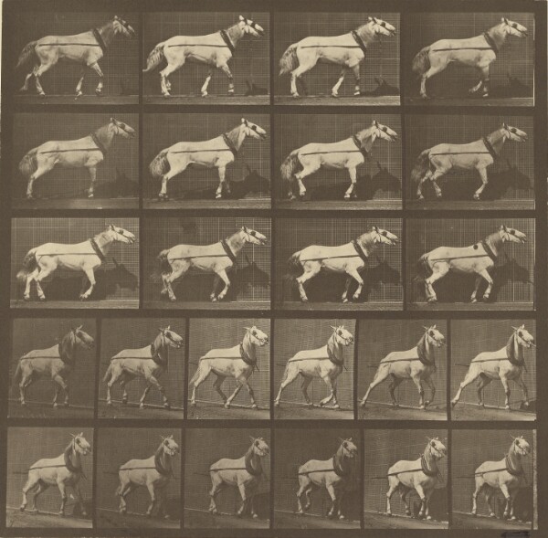 Eadweard J. Muybridge, Animal Locomotion