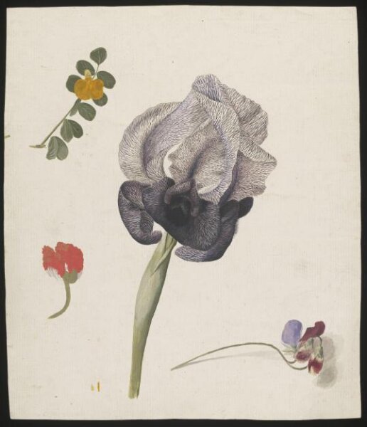 unknown, Drawing
