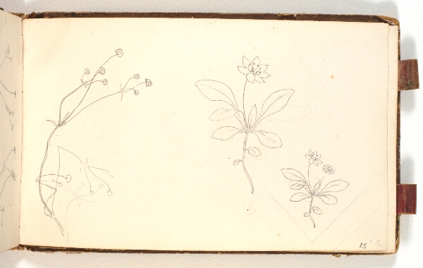 P.C. Skovgaard, Plantestudier og blyantsrids