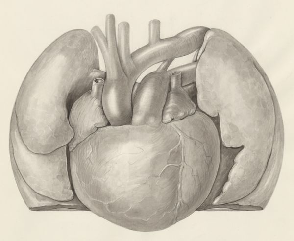 H.G Wetselaar, Heart and adjacent organs