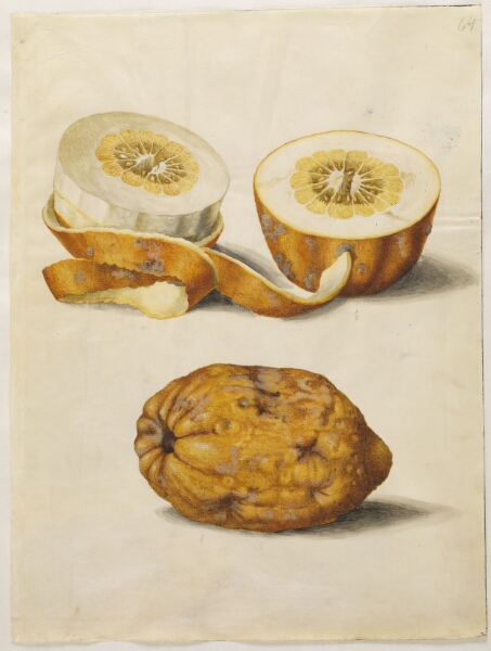 Hans Simon Holtzbecker, Citrus medica (cedrat)
