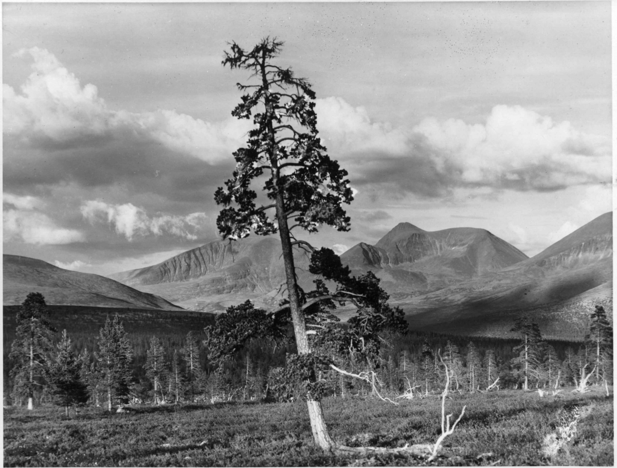 Anders Beer Wilse, Sølen, Misterdalen, Rendalen 1939. Utsikt mot Sølen.