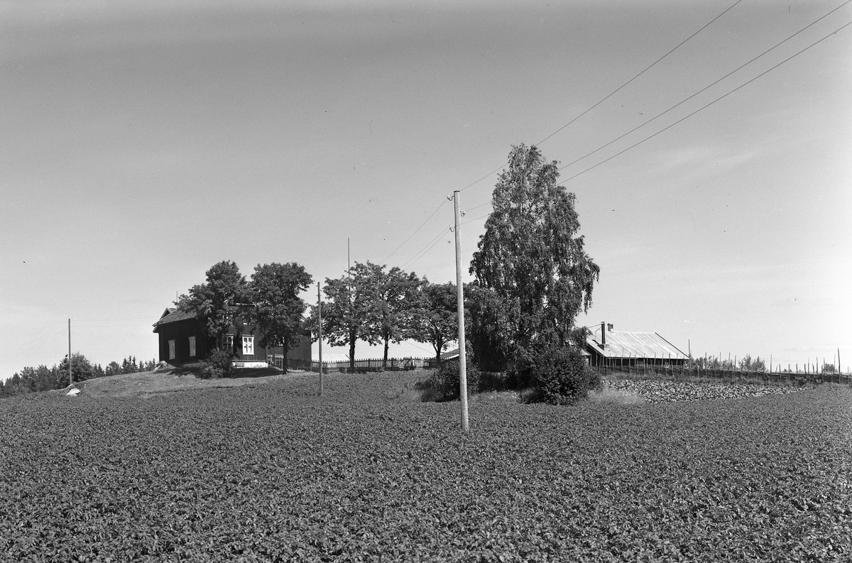Anno Domkirkeodden, EKSTR: GARDSTUN, TROSTHOL. Se Løtenboka, bind 3. Bygdeboka fra 1955, side 256