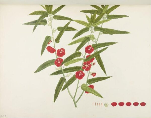 unknown, Flowers and Fruits