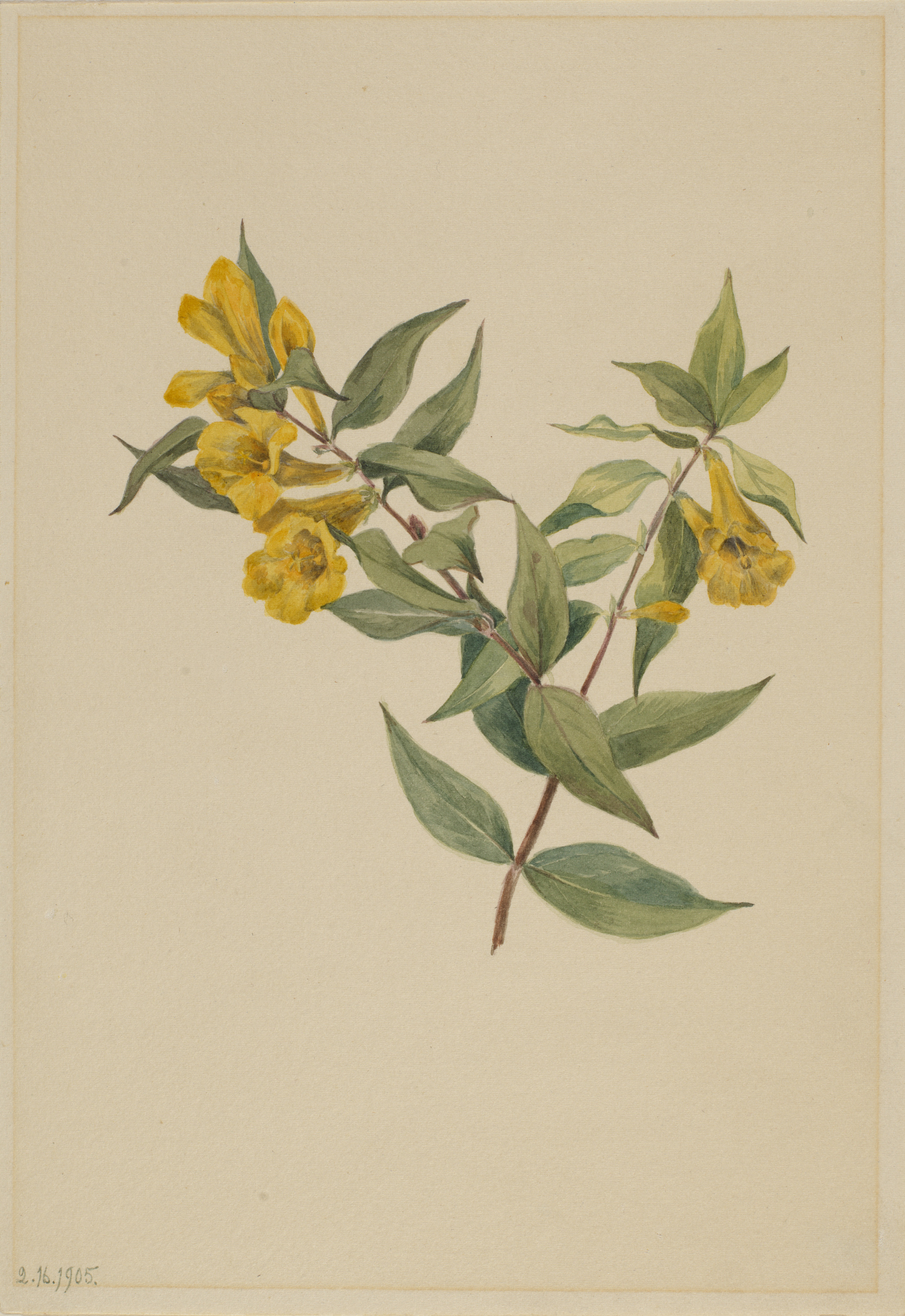 Mary Vaux Walcott, Yellow Jessamine (Gelsemium sempervirens)