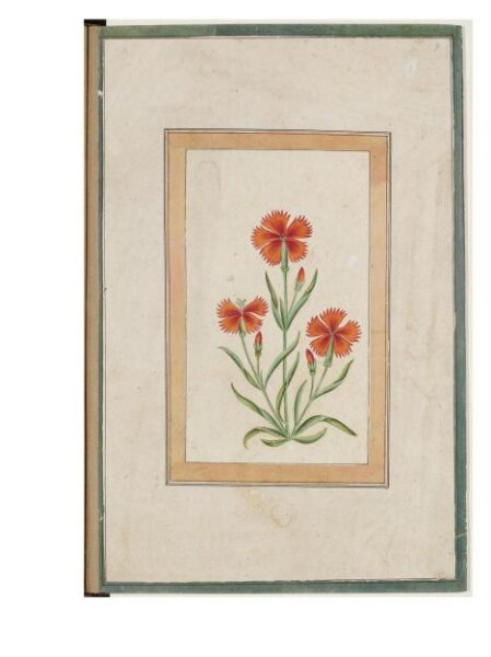 Unknown, study of a carnation plant