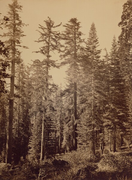 Carleton Watkins, [Forest Scene] / [Sugar Pines]