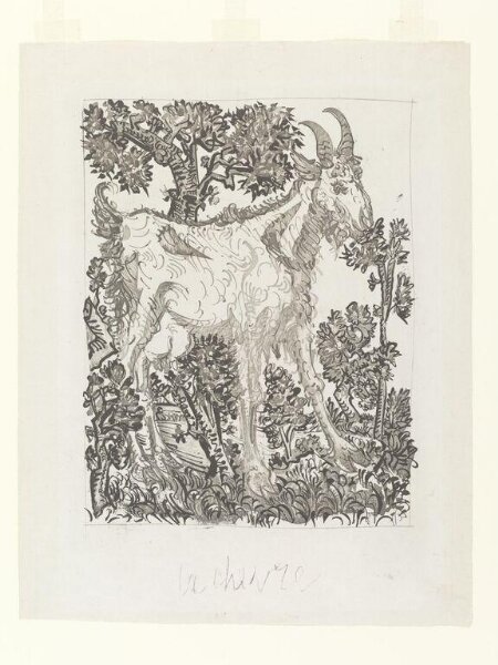 Pablo Picasso, Histoire Naturelle
