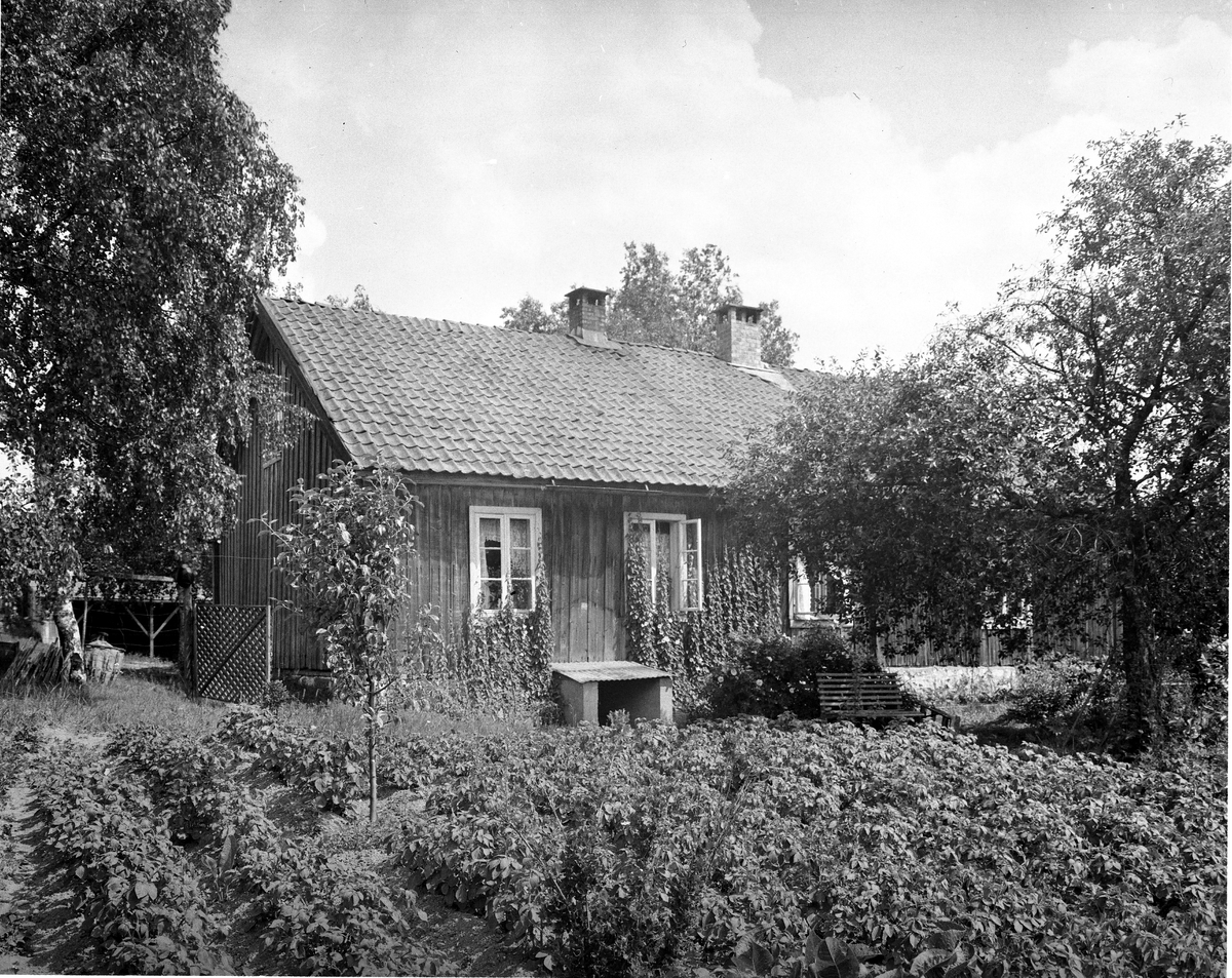 Anders Beer Wilse, Prot: Haugen østre